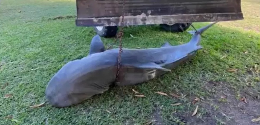Tubarão com mais de 3 metros é encontrado morto na Bahia 