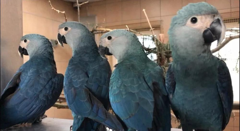 Extinta da natureza há 22 anos, ararinhas-azuis são soltas na Bahia