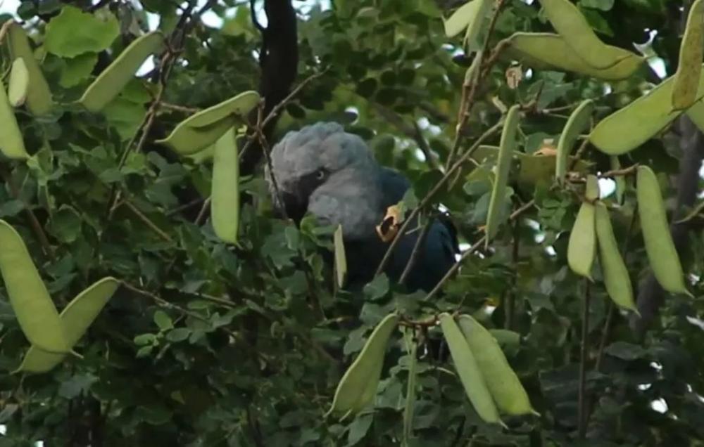 Ararinhas-azuis voltam ao sertão baiano, diz especialistas