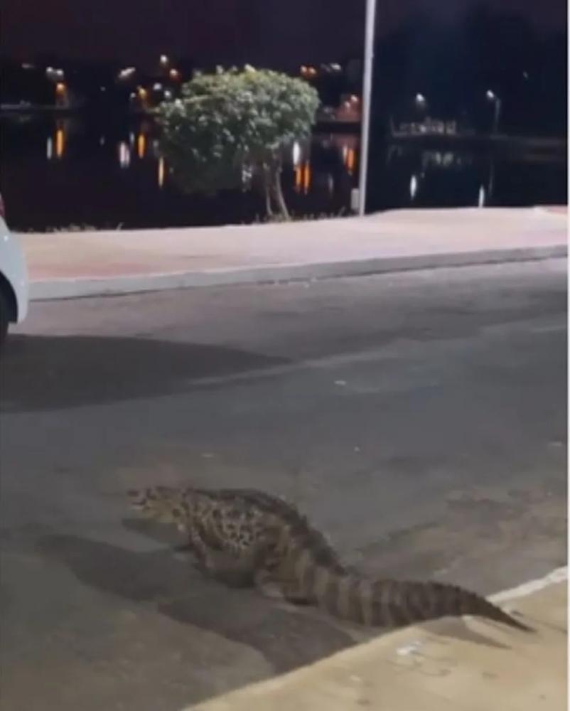 Jacaré é flagrado passeando no centro de cidade 