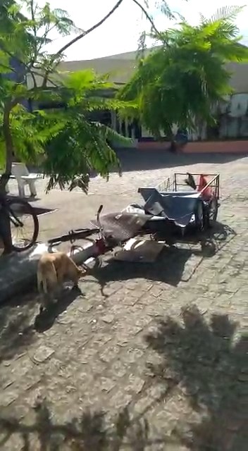 Cão aguarda há mais de duas semanas em porta de hospital pela recuperação do seu dono