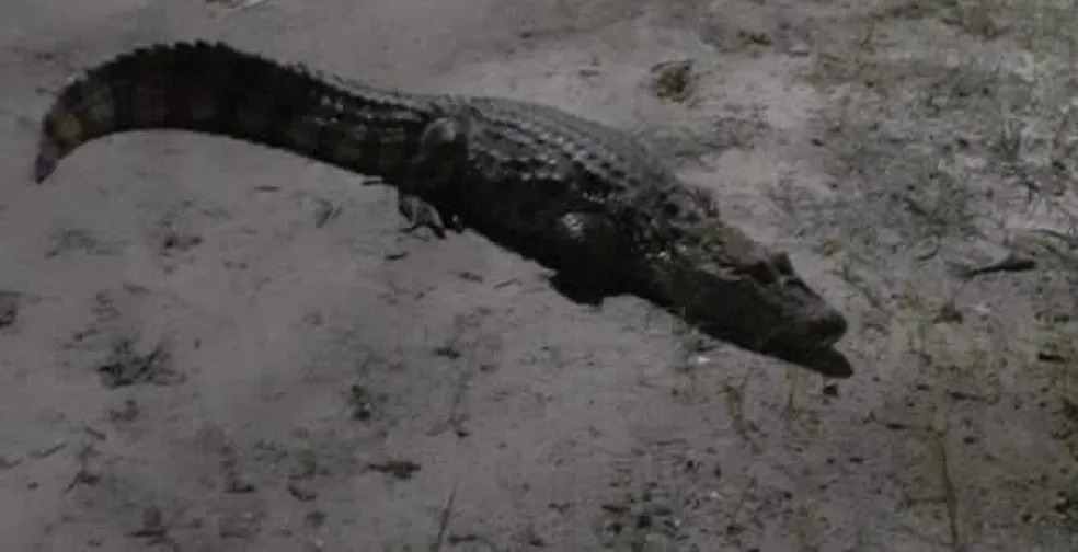 Jacaré é resgatado em área urbana na Bahia