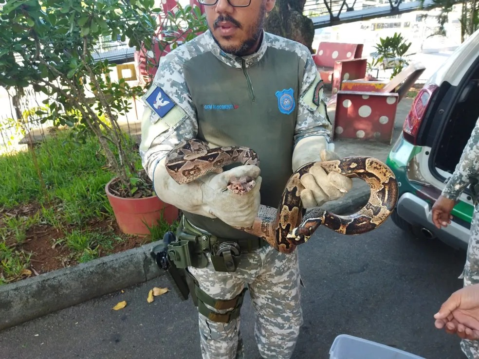 Jiboia é encontrada dentro da sede da TV Bahia