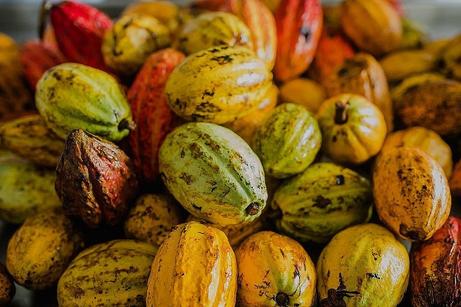 Nova praga importada ameaça a produção de cacau na Bahia 