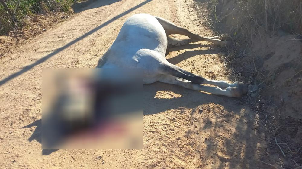 Homem que matou cavalo com um tiro morreu esfaqueado?