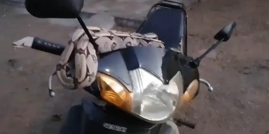 Reprodução Instagram